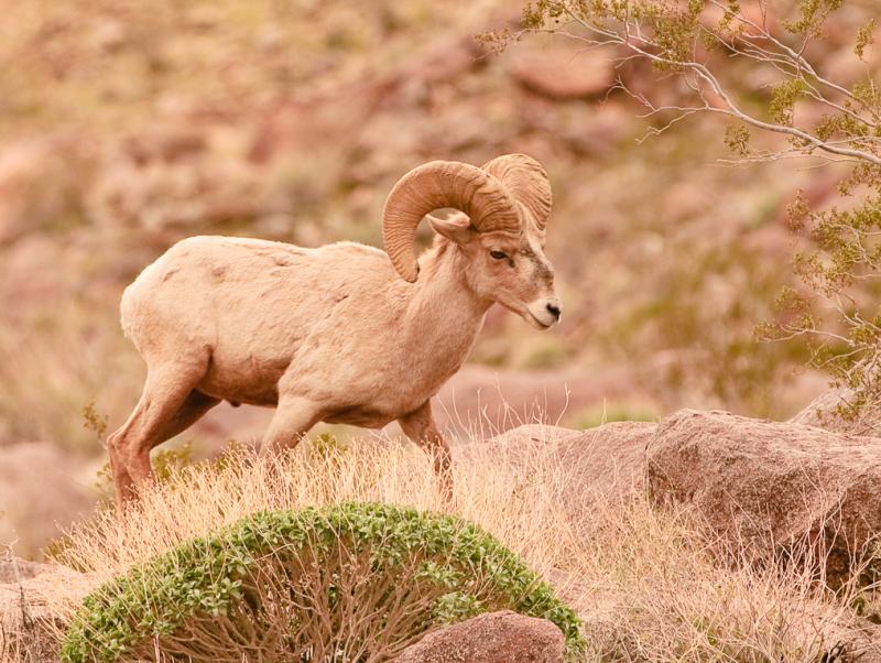 Desert Bighorn Sheep-5940 - UNTITLED ©2010 Dan Stevenson